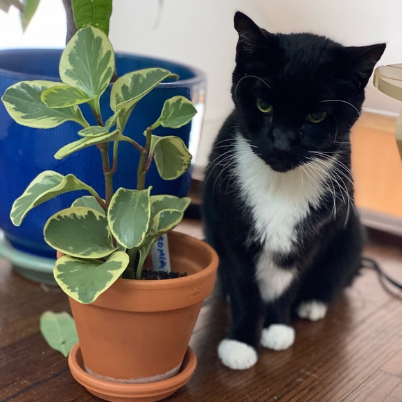 Meet your Posher, Tracey - Picture 1 of 1